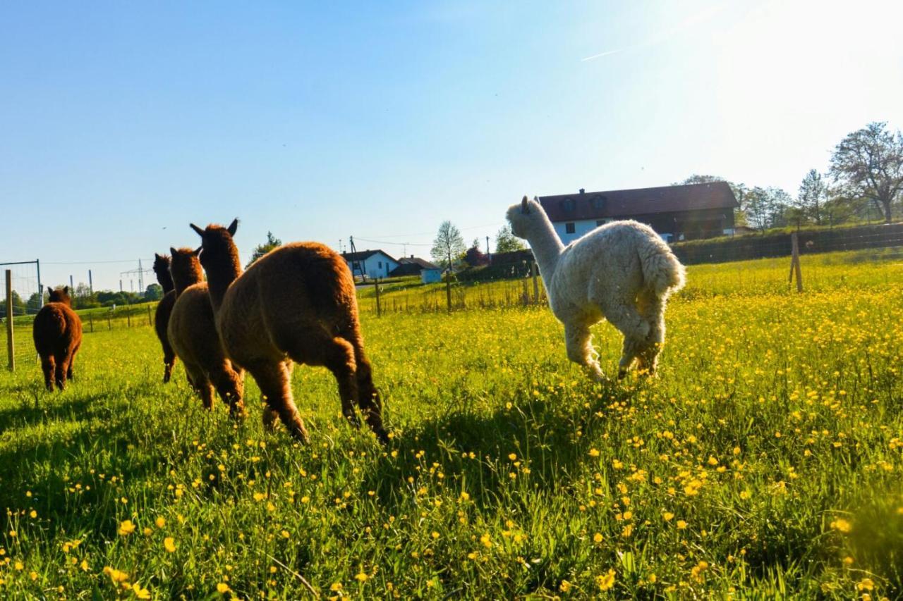 HaimingNiedergerner Alpaka Ranch公寓 外观 照片