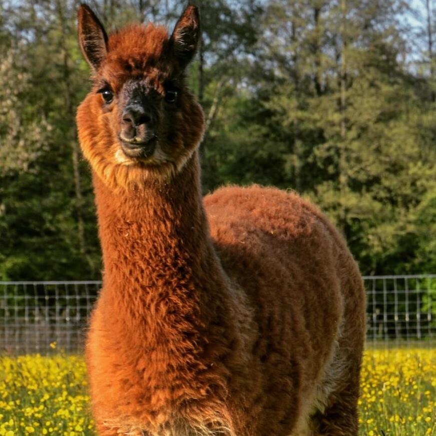 HaimingNiedergerner Alpaka Ranch公寓 外观 照片